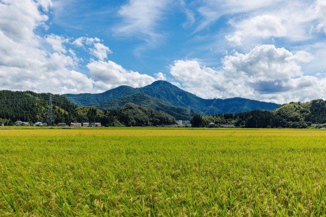 【募集】自伐型林業地域おこし協力隊＠福井県